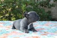 Willa, a female French Bulldog for sale in Greenville, TX – 7 of 7