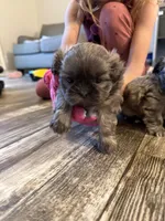 Blue female 2 (winky), a female Shih Tzu for sale in Dinwiddie, VA – 2 of 2