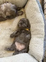 Blue female , a female Shih Tzu for sale in Dinwiddie, VA – 3 of 3