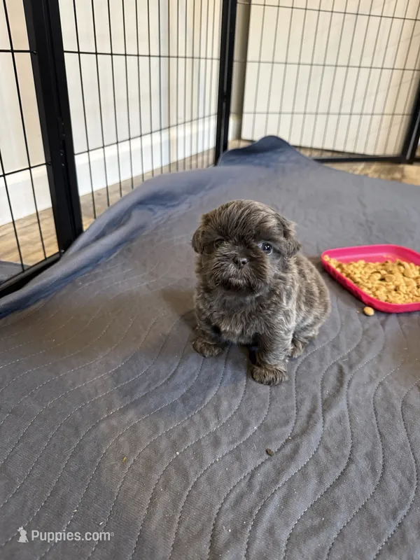 Blue female  – Shih Tzu puppy for sale in Dinwiddie, VA