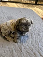 Blue female , a female Shih Tzu for sale in Dinwiddie, VA – 2 of 3