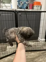 Blue female 2 (winky), a female Shih Tzu for sale in Dinwiddie, VA – 1 of 2