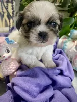 Tater Tot, a male Shih Tzu for sale in Eaton Rapids, MI – 5 of 6