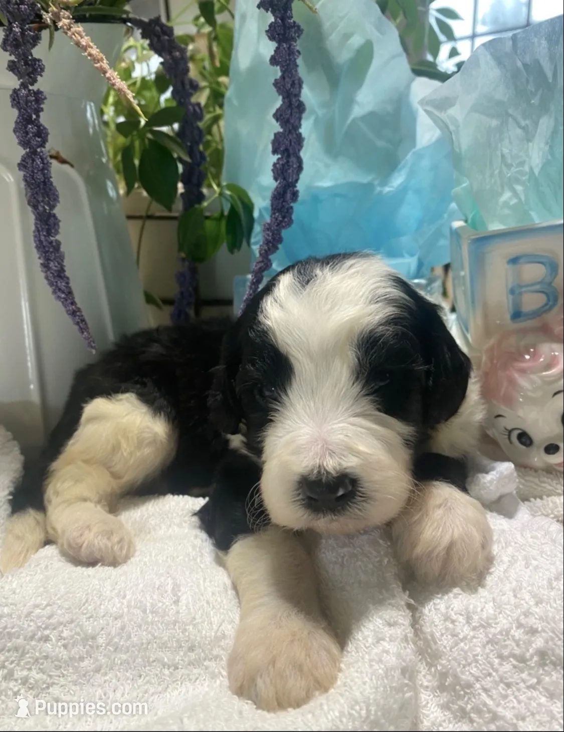 Bear, a male Sheepadoodle for sale in Eaton Rapids, MI – 6 of 7