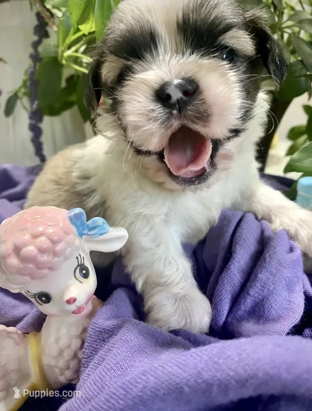 Simba – Shih Tzu puppy for sale in Eaton Rapids, MI