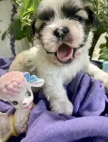 Simba, a male Shih Tzu for sale in Eaton Rapids, MI – 1 of 10