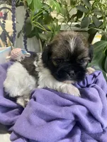 Smokey , a male Shih Tzu for sale in Eaton Rapids, MI – 4 of 4