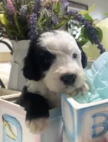 Anastasia , a female Sheepadoodle for sale in Eaton Rapids, MI – 1 of 9