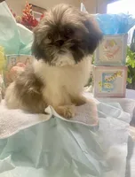 Shadow, a male Shih Tzu for sale in Eaton Rapids, MI – Photo 6 of 7