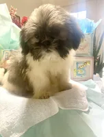 Shadow, a male Shih Tzu for sale in Eaton Rapids, MI – Photo 5 of 7