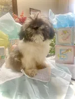 Shadow, a male Shih Tzu for sale in Eaton Rapids, MI – Photo 2 of 7