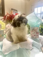 Shadow, a male Shih Tzu for sale in Eaton Rapids, MI – Photo 7 of 7