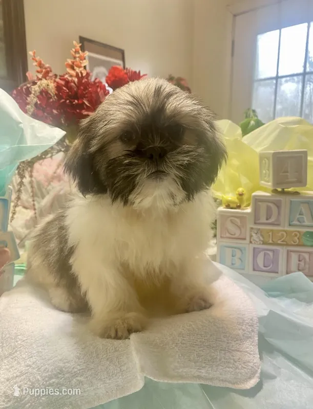 Shadow, a male Shih Tzu for sale in Eaton Rapids, MI – Photo 1 of 7