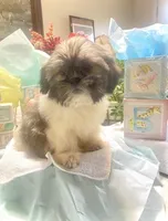 Shadow, a male Shih Tzu for sale in Eaton Rapids, MI – Photo 4 of 7