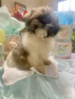 Shadow, a male Shih Tzu for sale in Eaton Rapids, MI – Photo 3 of 7