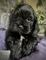 Misty, a female Shihpoo for sale in Eaton Rapids, MI – 2 of 5