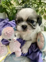 Tater Tot, a male Shih Tzu for sale in Eaton Rapids, MI – 2 of 6