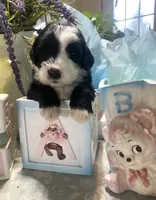 Bandit, a male Sheepadoodle for sale in Eaton Rapids, MI – 3 of 3