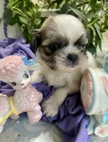 Tater Tot, a male Shih Tzu for sale in Eaton Rapids, MI – 4 of 6