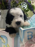 Anastasia , a female Sheepadoodle for sale in Eaton Rapids, MI – 9 of 9