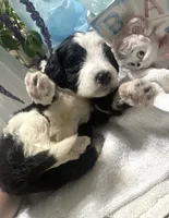Bear, a male Sheepadoodle for sale in Eaton Rapids, MI – 4 of 7