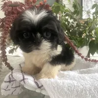 Yoshi, a male Shih Tzu for sale in Eaton Rapids, MI – Photo 2 of 3