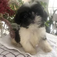 Yoshi, a male Shih Tzu for sale in Eaton Rapids, MI – Photo 1 of 3