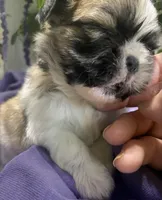 Tamale, a male Shih Tzu for sale in Eaton Rapids, MI – 3 of 9