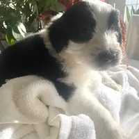 Abel, a male Sheepadoodle for sale in Eaton Rapids, MI – Photo 2 of 2