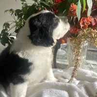 Abel, a male Sheepadoodle for sale in Eaton Rapids, MI – Photo 1 of 2