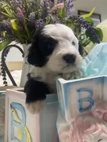 Anastasia , a female Sheepadoodle for sale in Eaton Rapids, MI – 8 of 9
