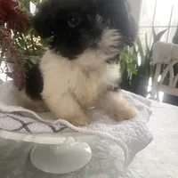 Yoshi, a male Shih Tzu for sale in Eaton Rapids, MI – Photo 3 of 3