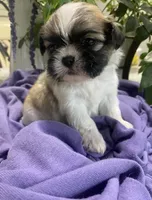 Tamale, a male Shih Tzu for sale in Eaton Rapids, MI – 5 of 9