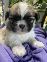 Tamale, a male Shih Tzu for sale in Eaton Rapids, MI – 4 of 9