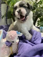 Simba, a male Shih Tzu for sale in Eaton Rapids, MI – 4 of 10