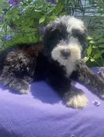 Bandit, a male Sheepadoodle for sale in Eaton Rapids, MI – 4 of 5