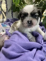 Simba, a male Shih Tzu for sale in Eaton Rapids, MI – 10 of 10