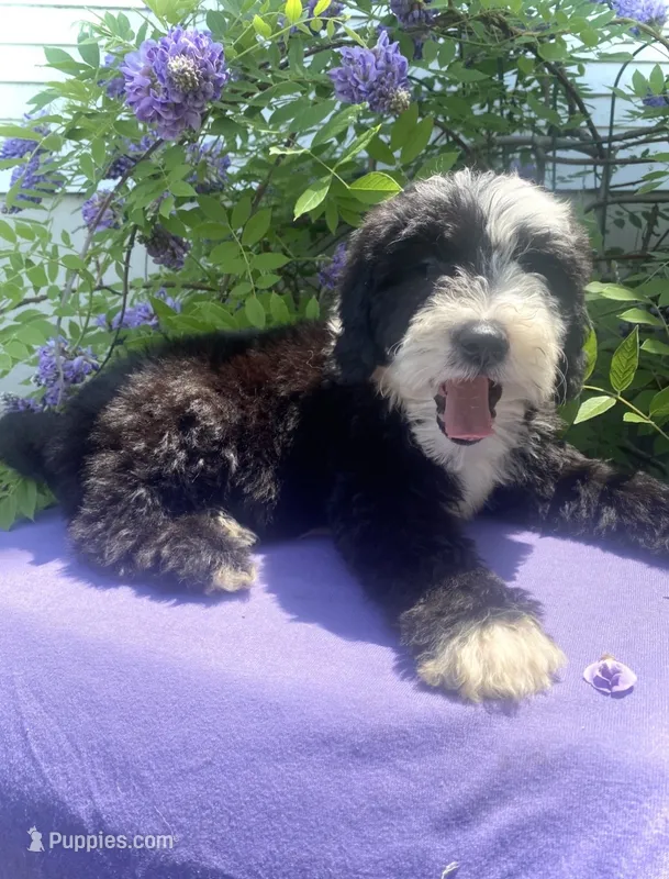 Bandit – Sheepadoodle puppy for sale in Eaton Rapids, MI