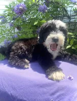 Bandit, a male Sheepadoodle for sale in Eaton Rapids, MI – 1 of 5