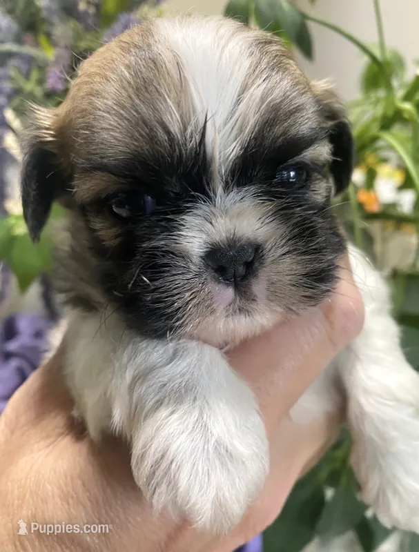 Tamale – Shih Tzu puppy for sale in Eaton Rapids, MI