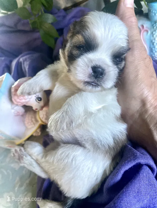 Pebbles – Shih Tzu puppy for sale in Eaton Rapids, MI