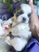 Pebbles, a female Shih Tzu for sale in Eaton Rapids, MI – 2 of 3