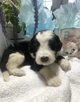 Bear, a male Sheepadoodle for sale in Eaton Rapids, MI – 3 of 7