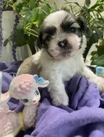 Simba, a male Shih Tzu for sale in Eaton Rapids, MI – 3 of 10