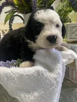 Anastasia , a female Sheepadoodle for sale in Eaton Rapids, MI – 6 of 9