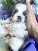 Pebbles, a female Shih Tzu for sale in Eaton Rapids, MI – 3 of 3