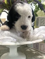 Anastasia , a female Sheepadoodle for sale in Eaton Rapids, MI – 2 of 9