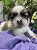 Simba, a male Shih Tzu for sale in Eaton Rapids, MI – 8 of 10