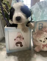 Bear, a male Sheepadoodle for sale in Eaton Rapids, MI – 1 of 7