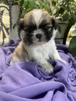 Tamale, a male Shih Tzu for sale in Eaton Rapids, MI – 7 of 9